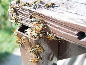 Wasp Nest Removal